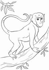 Monkey Scimmia Supercoloring Monkeys sketch template