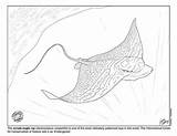 Ornate Elasmobranch Month sketch template