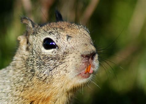 squirrel teeth lisascenic flickr