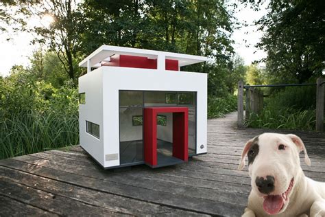 inspiring ideas  build   dog house