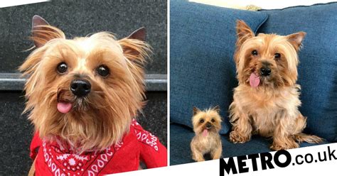 Meet Cocoa The Yorkshire Terrier Whose Tongue Constantly Hangs Out Of