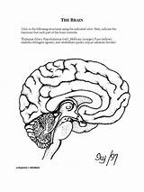 Psych Neuroanatomy sketch template