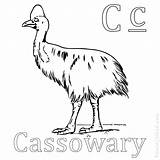 Cassowary sketch template
