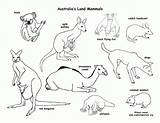 Animals Desert Australia Coloring Drawing Pages Grassland Australian Map Habitats Activities Habitat Animal Clipart Colouring Kids Agent Special Outline Camel sketch template
