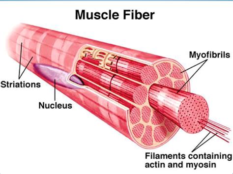 muscle tissue flashcards