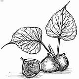 Fig Coloring Pages Figs Clipart Fruit Cliparts Print Choose Board Clip Library Gif sketch template