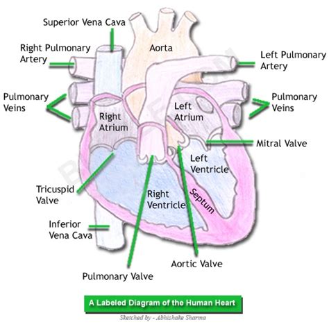 labeled diagram   human heart