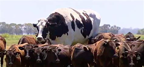 World S Biggest Cow Weighs More Than A Car And Is Too Beefy To Be