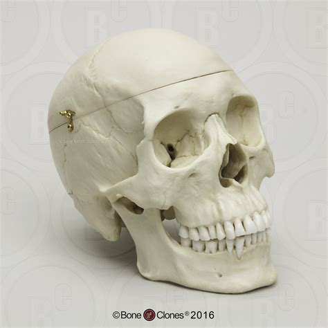 Human Male Asian Half Skeleton Bone Clones Inc