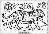 Colorear Tigres Tigre sketch template