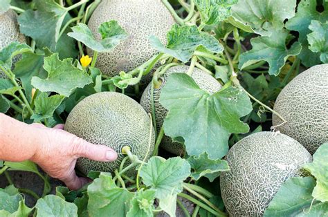 hand pointing   melons growing   garden