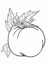 Tomato Coloring Pages Ripened Parentune Worksheets Books sketch template