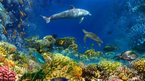 deep sea marine life   feel  heat  global warming earthcom