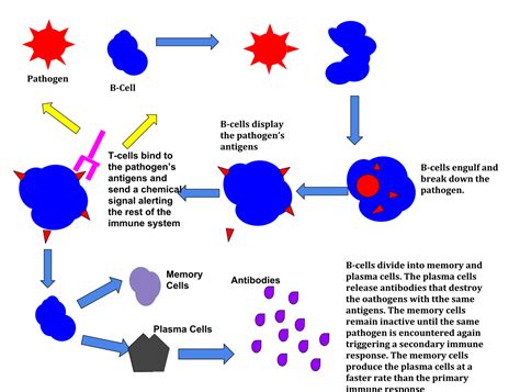 immune response wikipedia
