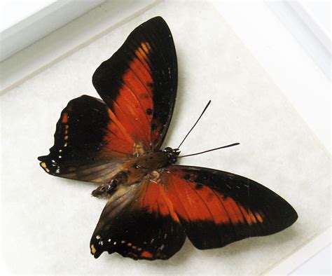charaxes zingha red heart real african butterfly entomology collectible