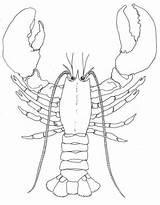 Lobster Outline Draw Coloring Claw Lobsters Drawing If Regenerate Will Cartoon Drawings Realistic Life Sheet Fun Broken Off But Wikiclipart sketch template