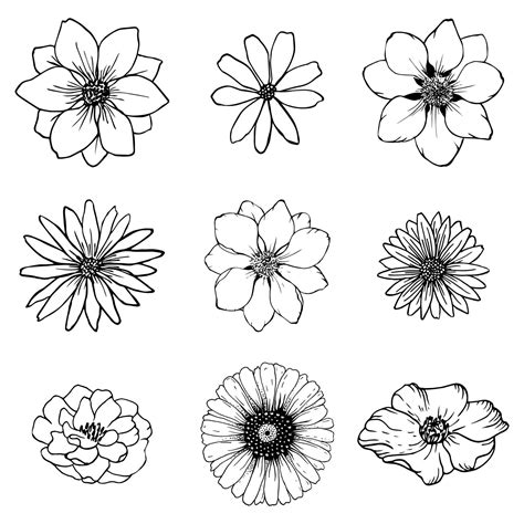 set sketch flowers  drawing nature  art vector botanical