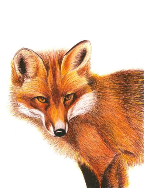 red fox color pencil drawing giclee print   original drawing etsy