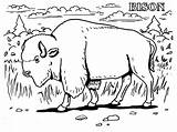 Bison Coloring Pages Buffalo Kids Animals Printable Grassland Animal Extinct Realistic Print Farm Color Bestcoloringpagesforkids African Prairie Colouring Clipart Getcolorings sketch template