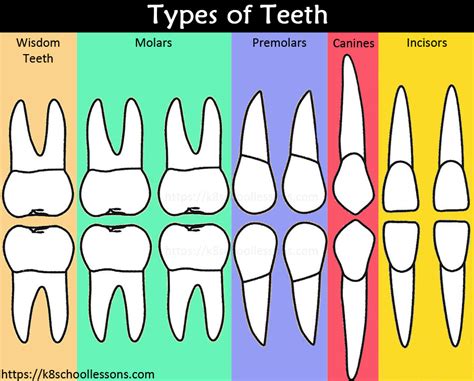 human tooth structure  kids types  teeth structure   tooth
