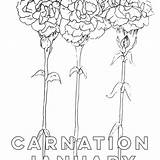 Carnation Canaryjane sketch template