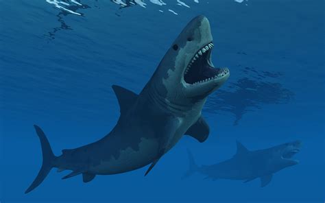 fakten ueber megalodon den praehistorischen riesenhai