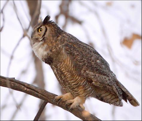 giving  hoot great horned owl hooting    pond flickr