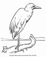 Coloring Pages Egret Drawing Heron Drawings Blue Great Animal Wildlife Cattle Bird Animals Color Print Kids Honkingdonkey Activity Wild Getdrawings sketch template
