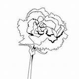 Carnation Coloring Pages Flower Hellokids sketch template
