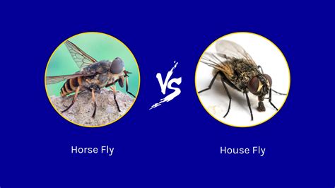 horse fly  house fly  key differences   animals
