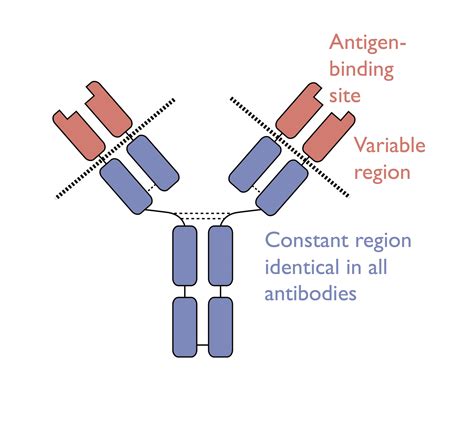 antibody class switching  secret weapon  win  war msci biochemistry university  surrey