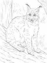 Lynx Coloring Pages Eurasian Color Printable Cat Drawing Realistic Taiga Dot Animals Categories sketch template