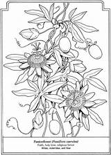Coloring Dover Publications Pages Flowers Book Flower Passionflower Para Passion Doverpublications Language Passiflora Colorir Line Drawing Flor Blogx Info Desenhos sketch template