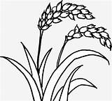 Rice Plant Coloring Drawing Template Wild Sketch sketch template