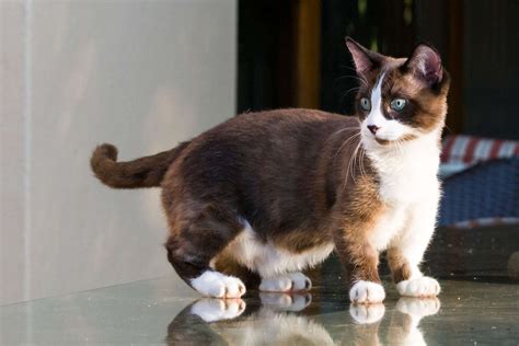 munchkin cat breed information characteristics daily paws