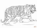 Tiger Coloring Printable Pages Template Walking Tigers Ausmalbild Animal Color Print Colouring Drawing sketch template