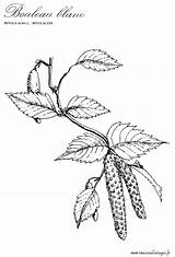 Bouleau Plantes Aromatiques sketch template