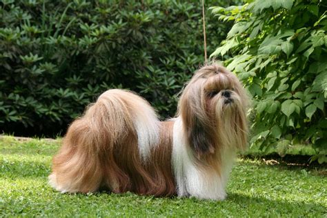 shih tzu lac me s alfa romeo id 14207