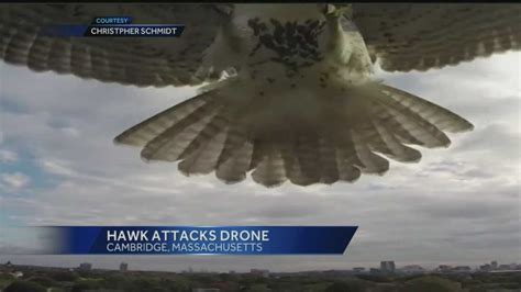 amazing video hawk attacks drone