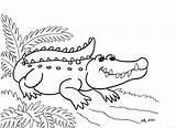 Gator Getdrawings sketch template