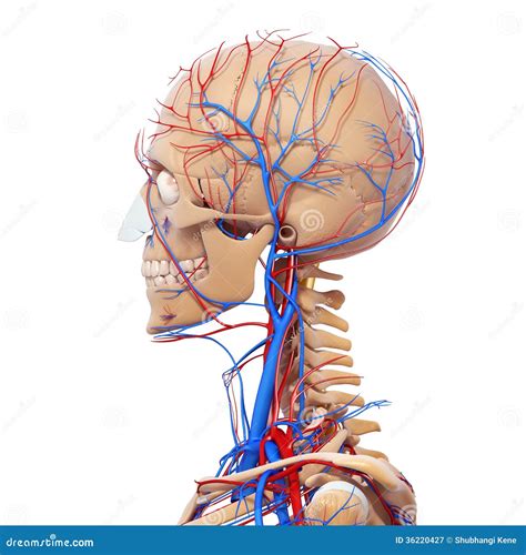 side view  male head circulatory system stock illustration illustration  body circulatory