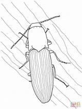 Coloring Beetle Click Pages Beetles Supercoloring June Green Printable Drawing sketch template
