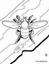 Ausmalen Biene Bee Desenho Hellokids Abelha Bug Stag Kinderbilder Perce Oreille Abelhas Flor Insect Mouche Designlooter Bees sketch template