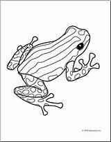 Dart Poison Grenouille Frogs Rainforest Frosch Malvorlagen Drawing Pasco Adulte Inspired Tiere Colouring Drucktechnik Pfeilgiftfrosch Skizzen Eberly Ausmalbilder Ausmalen Designlooter sketch template