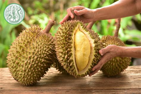 the exotic wonder of thai durians asian inspirations