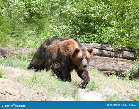 big brown bear royalty  stock  image