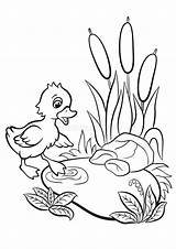 Pond Coloring Duck Pages Plants Tries Duckling Cute Little Dreamstime Clipart Go Illustrations Vectors sketch template