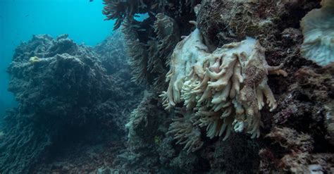 Dying Coral Reefs Likely To Be Walloped For Third Year In A Row Huffpost