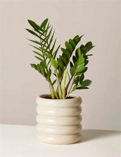 common houseplants beautiful easy  care  indoor plants