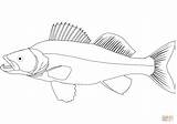 Walleye Coloring Pages Drawing Fish Pike Northern Printable Tuna Yellowfin Getdrawings Public Sketch Template Categories sketch template